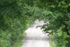 tree lined path